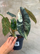 B Ware Pflanzen / sad plants Teil 1