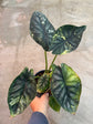 B Ware Pflanzen / sad plants Teil 1