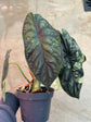 B Ware Pflanzen / sad plants Teil 1