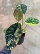 B Ware Pflanzen / sad plants Teil 1