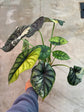 B Ware Pflanzen / sad plants Teil 1