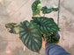 B Ware Pflanzen / sad plants Teil 1