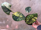 B Ware Pflanzen / sad plants Teil 1