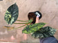 B Ware Pflanzen / sad plants Teil 1