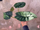 B Ware Pflanzen / sad plants Teil 1