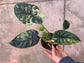 B Ware Pflanzen / sad plants Teil 1