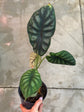 B Ware Pflanzen / sad plants Teil 1
