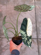 B Ware Pflanzen / sad plants Teil 1