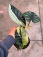 B Ware Pflanzen / sad plants Teil 1