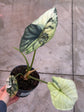 B Ware Pflanzen / sad plants Teil 1