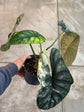 B Ware Pflanzen / sad plants Teil 1