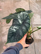 B Ware Pflanzen / sad plants Teil 1