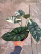 B Ware Pflanzen / sad plants Teil 1