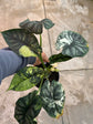 B Ware Pflanzen / sad plants Teil 1