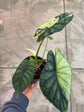 B Ware Pflanzen / sad plants Teil 1