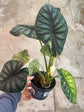 B Ware Pflanzen / sad plants Teil 1