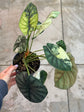 B Ware Pflanzen / sad plants Teil 1