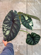 B Ware Pflanzen / sad plants Teil 1