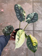 B Ware Pflanzen / sad plants Teil 1