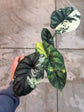 B Ware Pflanzen / sad plants Teil 1