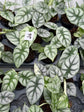 B Ware Pflanzen / sad plants Teil 1