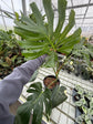 B Ware Pflanzen / sad plants Teil 1