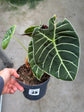 B Ware Pflanzen / sad plants Teil 1