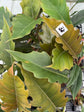 B Ware Pflanzen / sad plants Teil 1