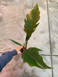 B Ware Pflanzen / sad plants Teil 1