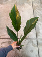 B Ware Pflanzen / sad plants Teil 1