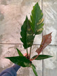 B Ware Pflanzen / sad plants Teil 1
