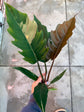 B Ware Pflanzen / sad plants Teil 1
