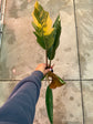 B Ware Pflanzen / sad plants Teil 1