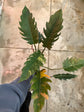 B Ware Pflanzen / sad plants Teil 1