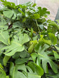 B Ware Pflanzen / sad plants Teil 1