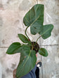 B Ware Pflanzen / sad plants Teil 1