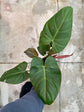 B Ware Pflanzen / sad plants Teil 1