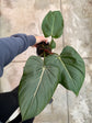 B Ware Pflanzen / sad plants Teil 1