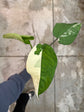B Ware Pflanzen / sad plants Teil 1