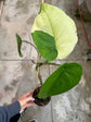 B Ware Pflanzen / sad plants Teil 1