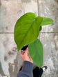 B Ware Pflanzen / sad plants Teil 1