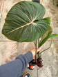 B Ware Pflanzen / sad plants Teil 1
