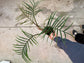B Ware Pflanzen / sad plants Teil 1