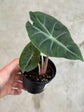 B Ware Pflanzen / sad plants Teil 1