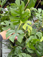 B Ware Pflanzen / sad plants Teil 1