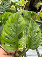 B Ware Pflanzen / sad plants Teil 1