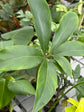 B Ware Pflanzen / sad plants Teil 1