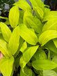 B Ware Pflanzen / sad plants Teil 1