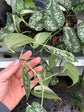B Ware Pflanzen / sad plants Teil 1
