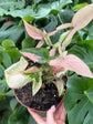 B Ware Pflanzen / sad plants Teil 1
